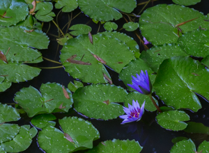 Picture 4 - Water Lillies in the Rain.